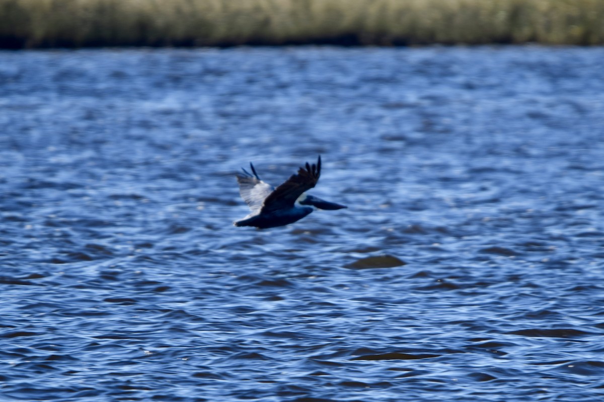 Brown Pelican - ML627307749