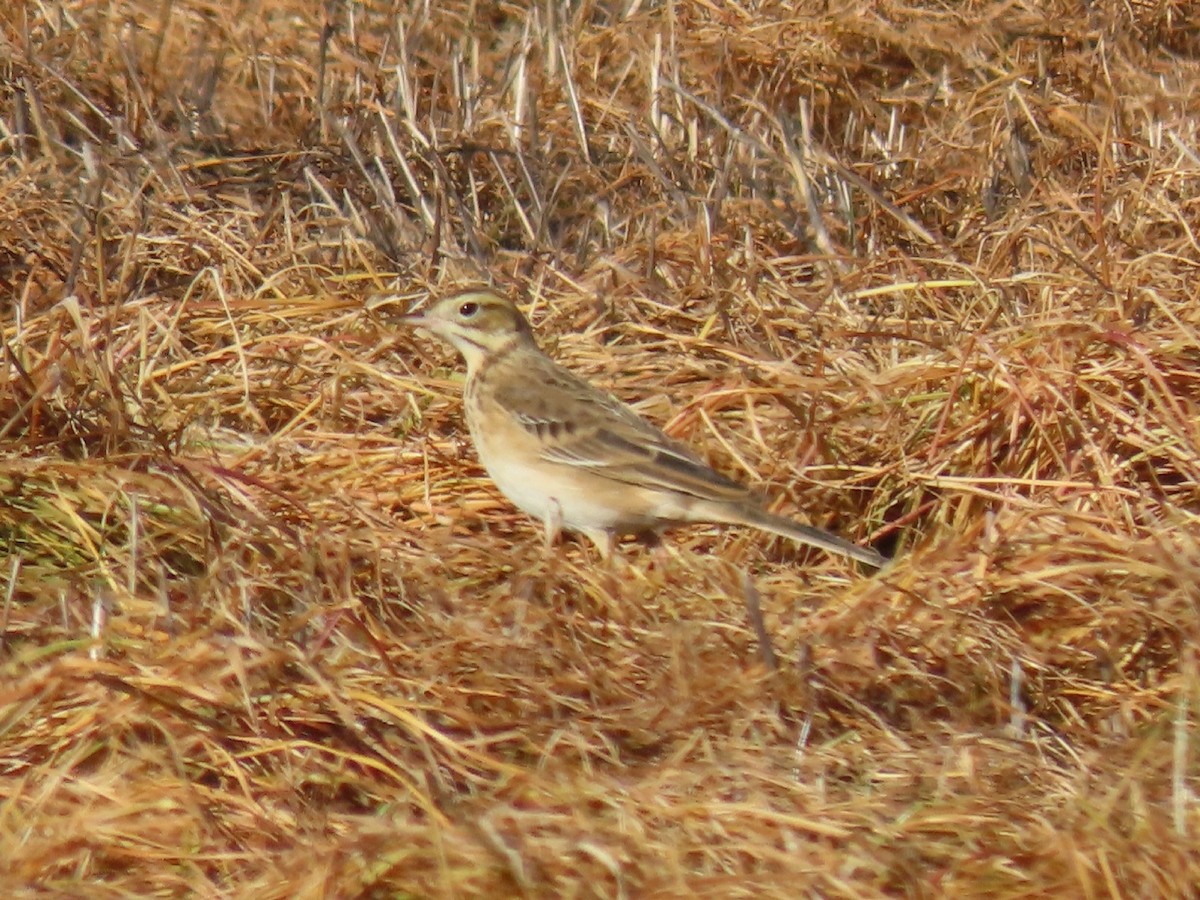 Richard's Pipit - ML627307829