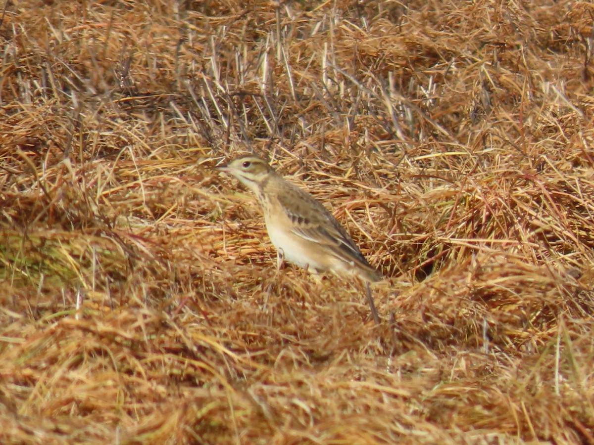Richard's Pipit - ML627307830