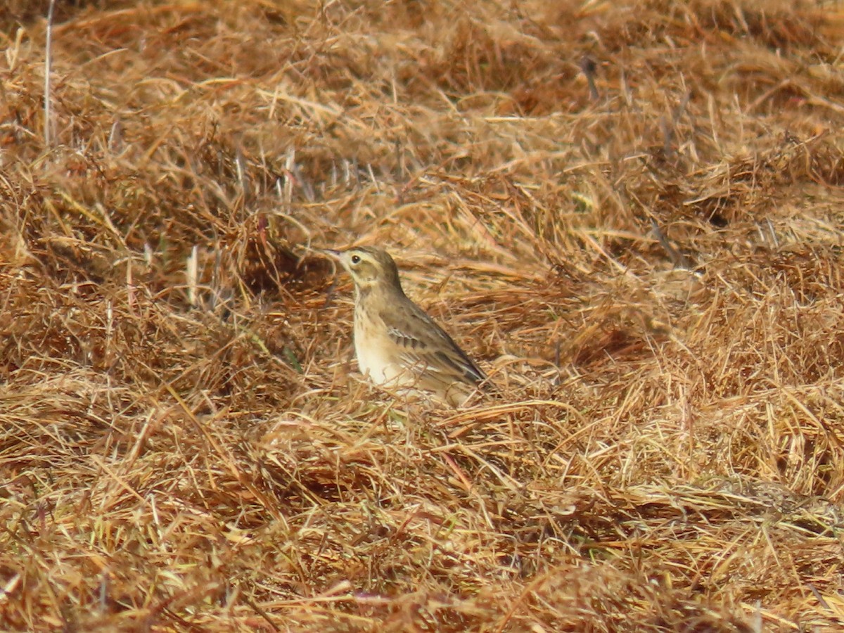 Richard's Pipit - ML627307831