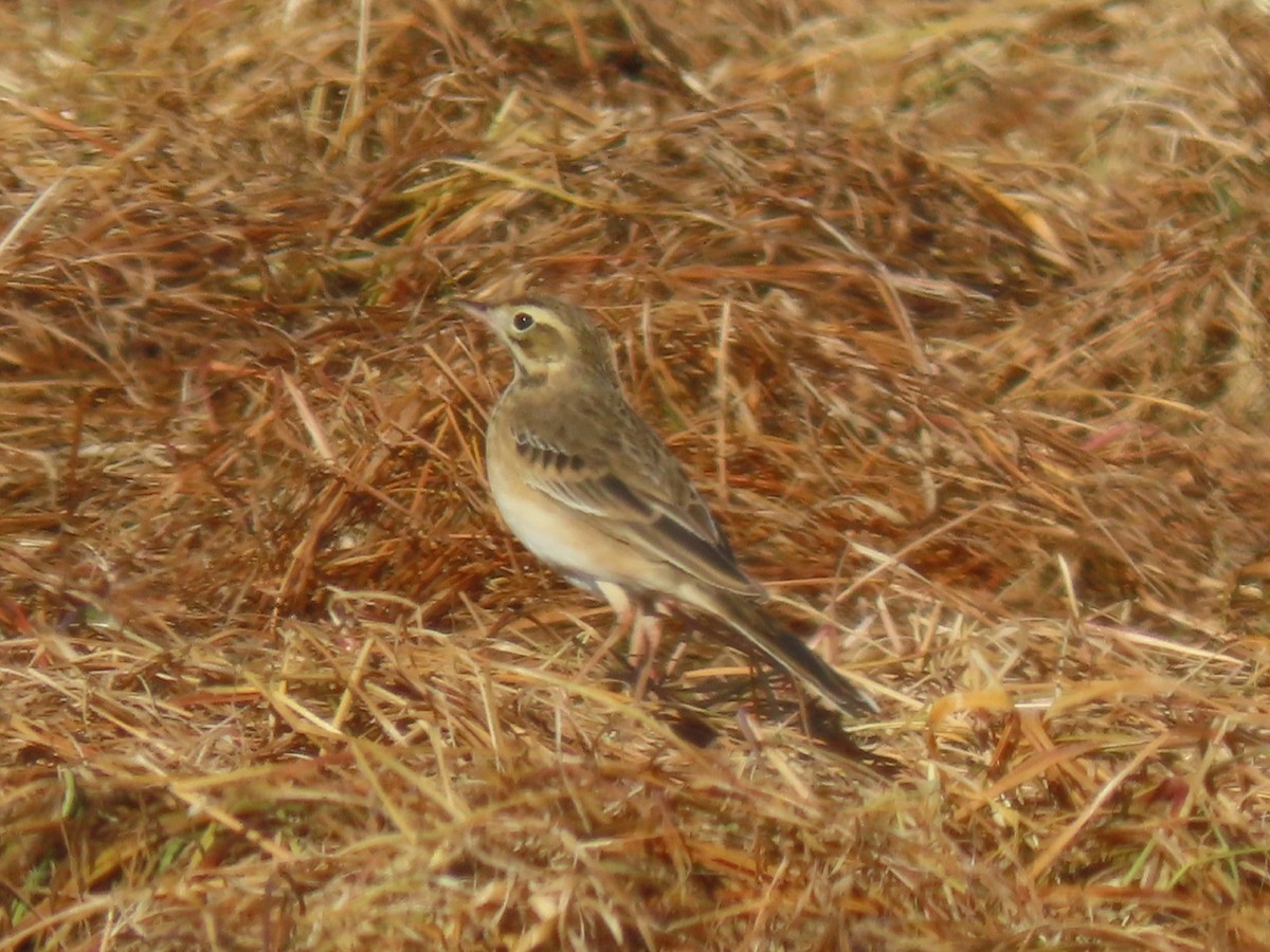 Richard's Pipit - ML627307832