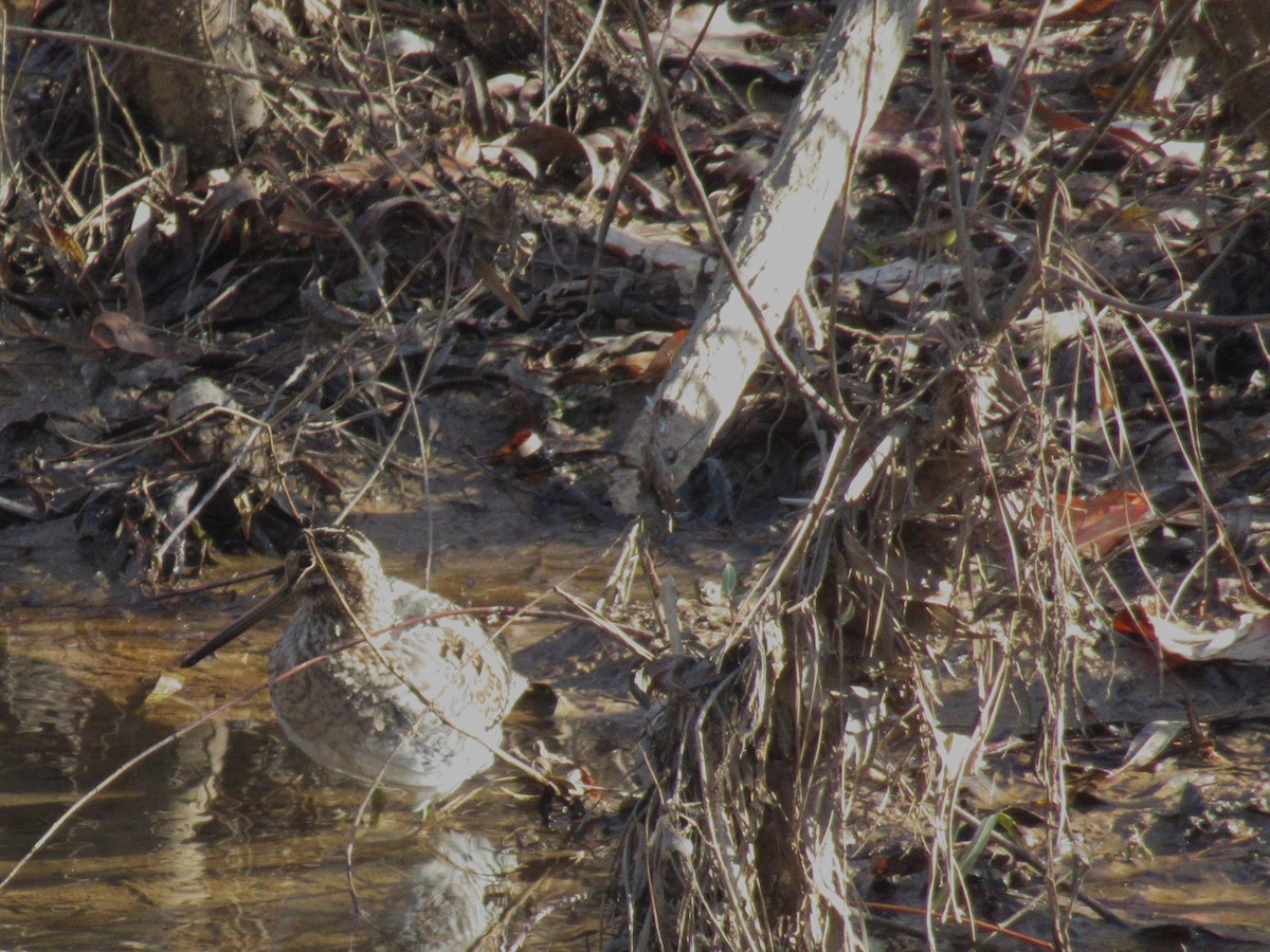 Wilson's Snipe - ML627308357