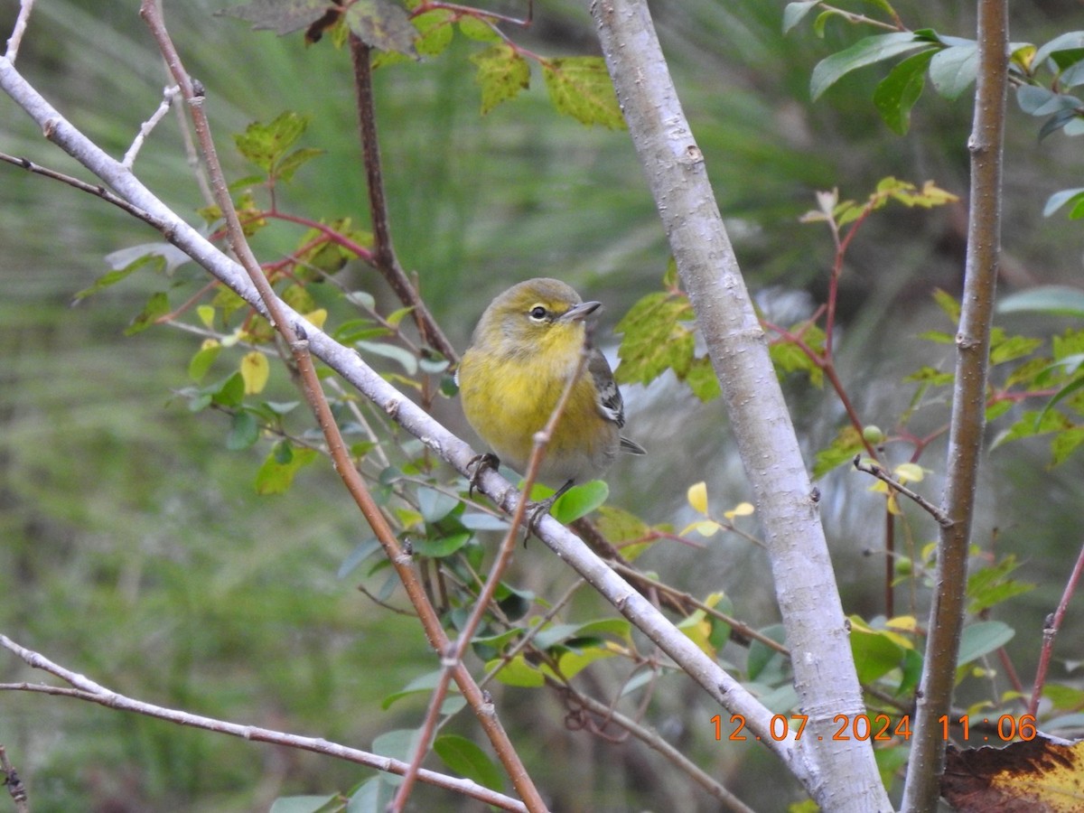 Pine Warbler - ML627308377
