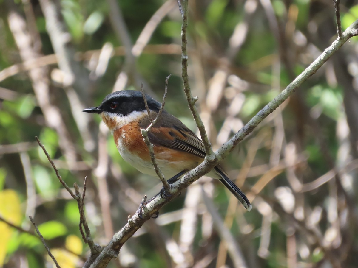 Приріт рудокрилий (підвид capensis) - ML627308447