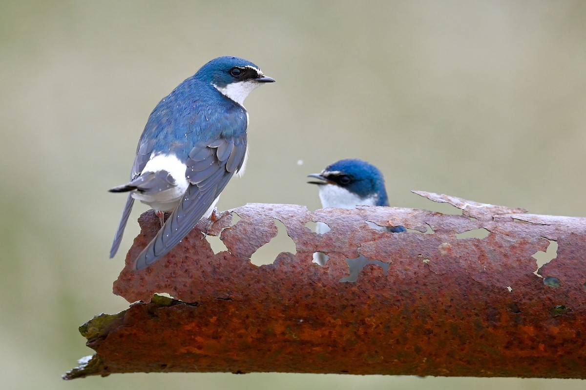 White-rumped Swallow - ML627308464