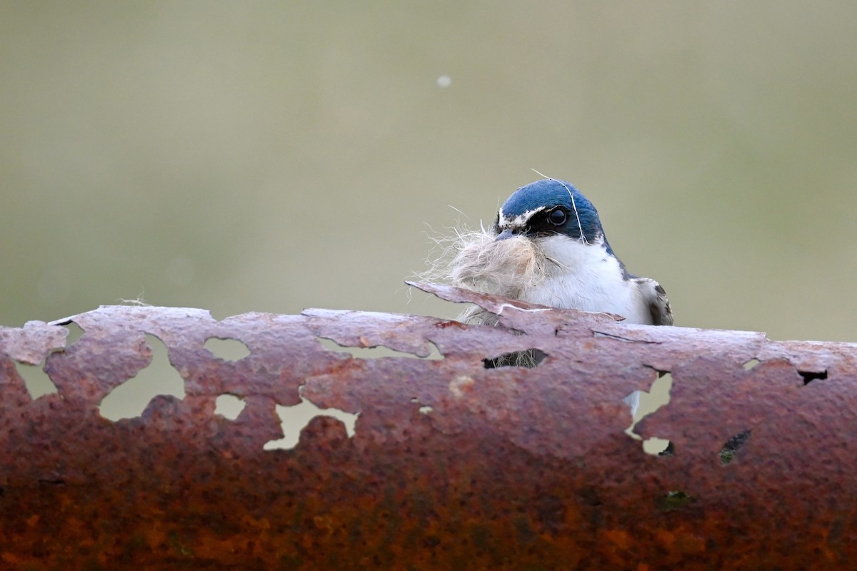 White-rumped Swallow - ML627308465
