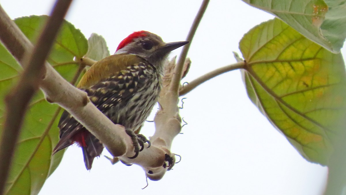 Abyssinian Woodpecker - ML627308486