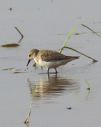 小濱鷸 - ML627308488