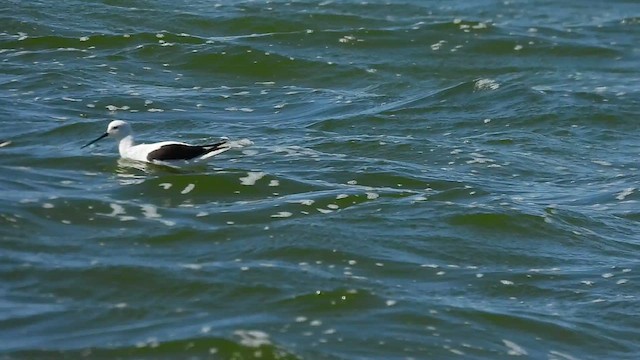 Banded Stilt - ML627308489