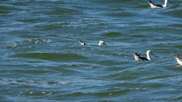 Banded Stilt - ML627308490