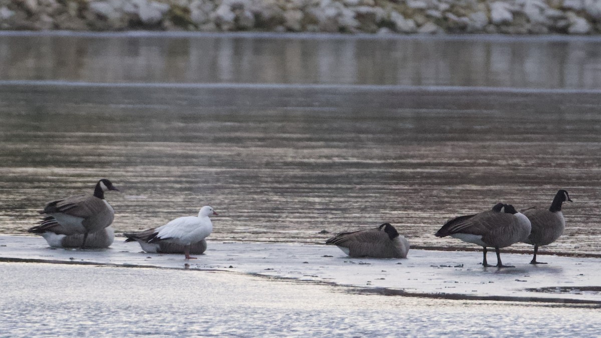 Ross's Goose - ML627308518