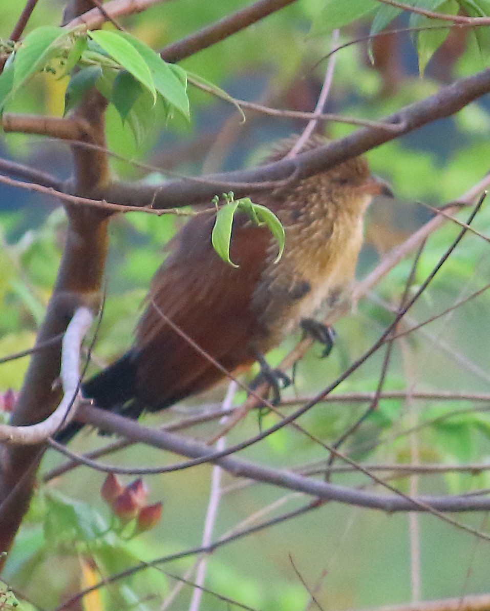 番鵑 - ML627308583