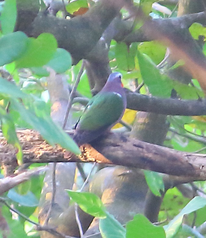 翠翼鳩 - ML627308754