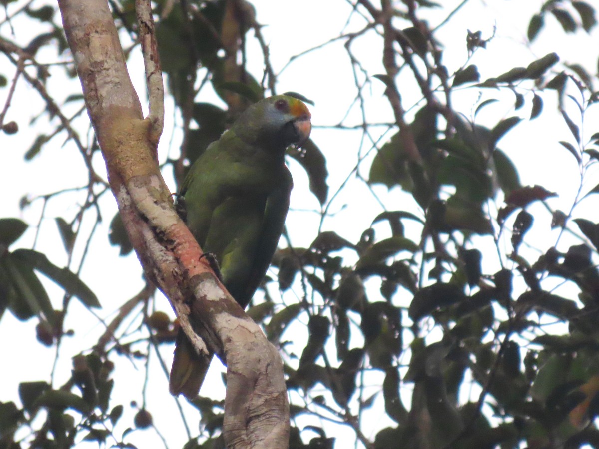 Blue-cheeked Amazon - ML627308883