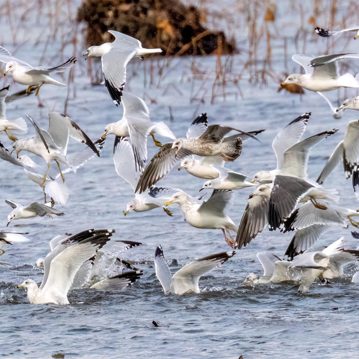 Ring-billed Gull - ML627309065