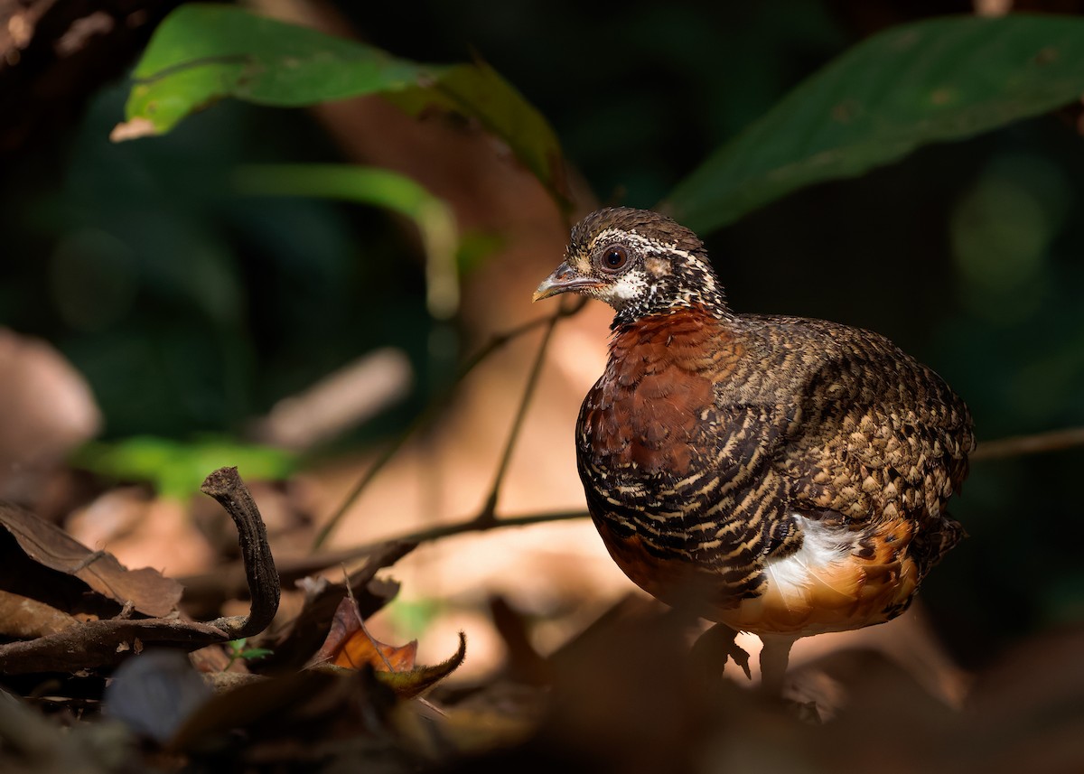 Sabah Partridge - ML627309218