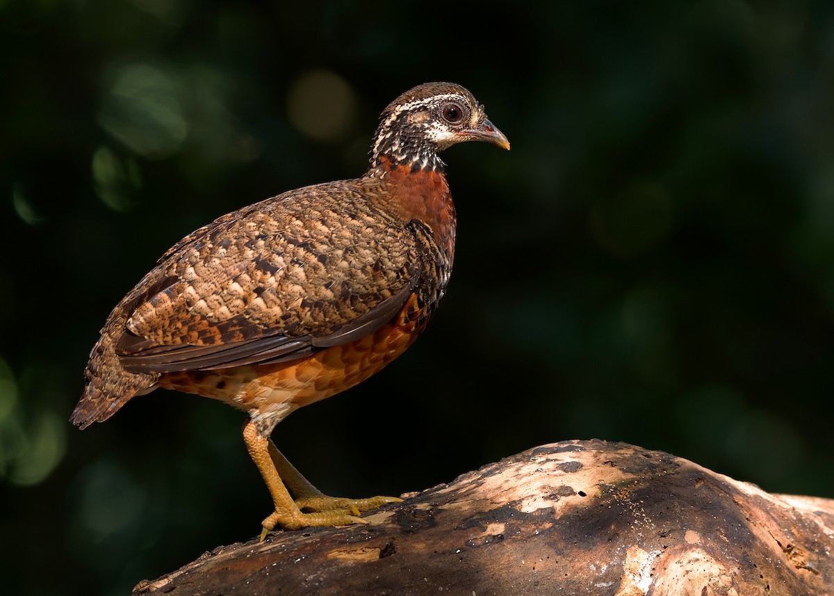 Sabah Partridge - ML627309219