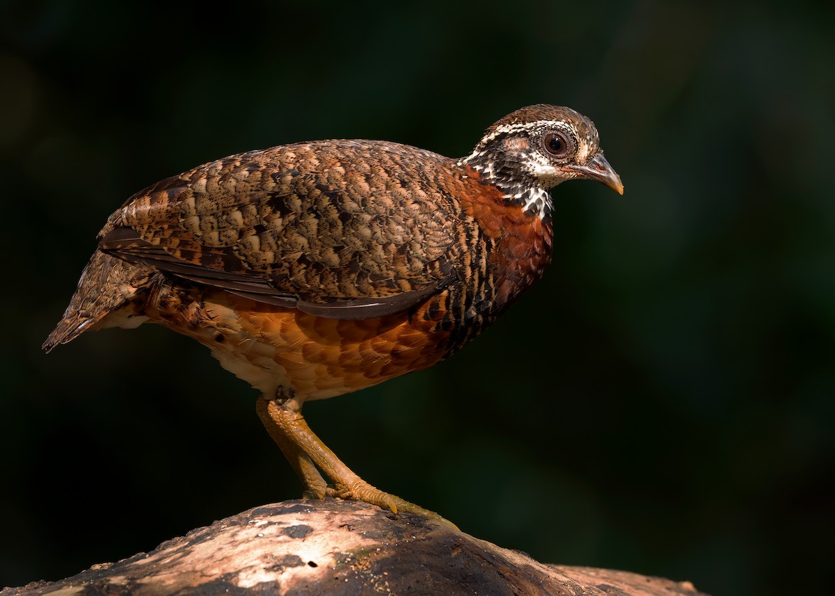 Sabah Partridge - ML627309220