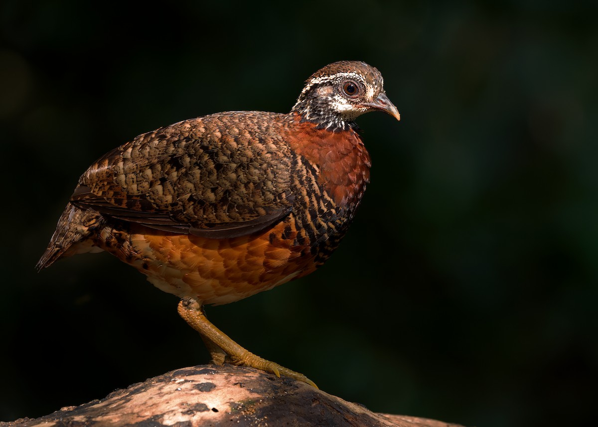 Sabah Partridge - ML627309221