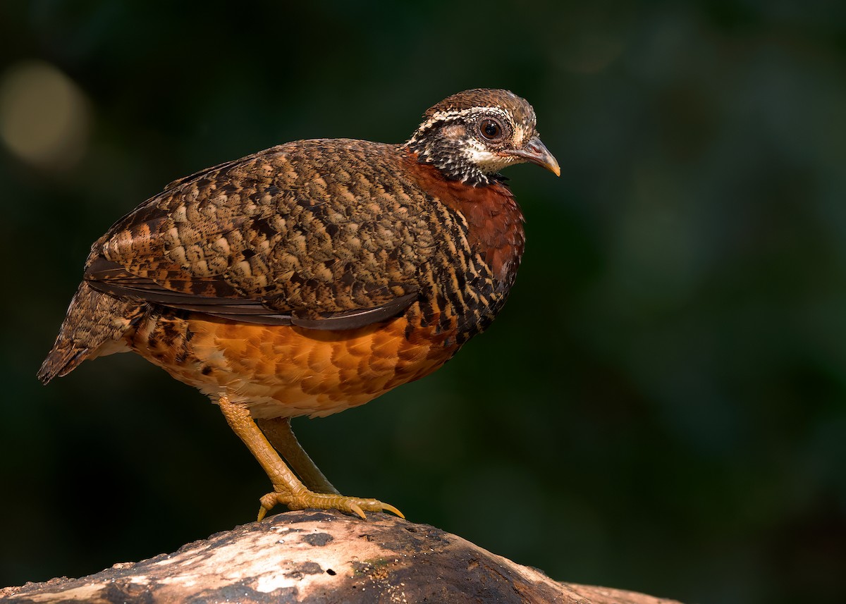 Sabah Partridge - ML627309222