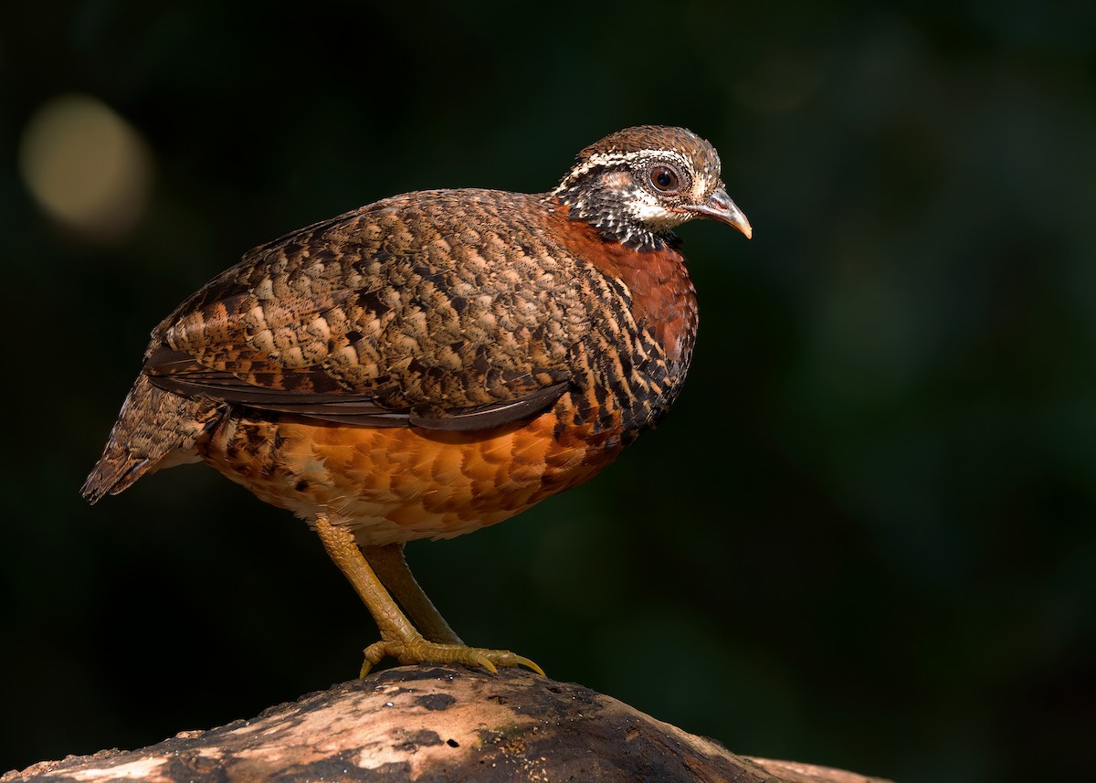 Sabah Partridge - ML627309223