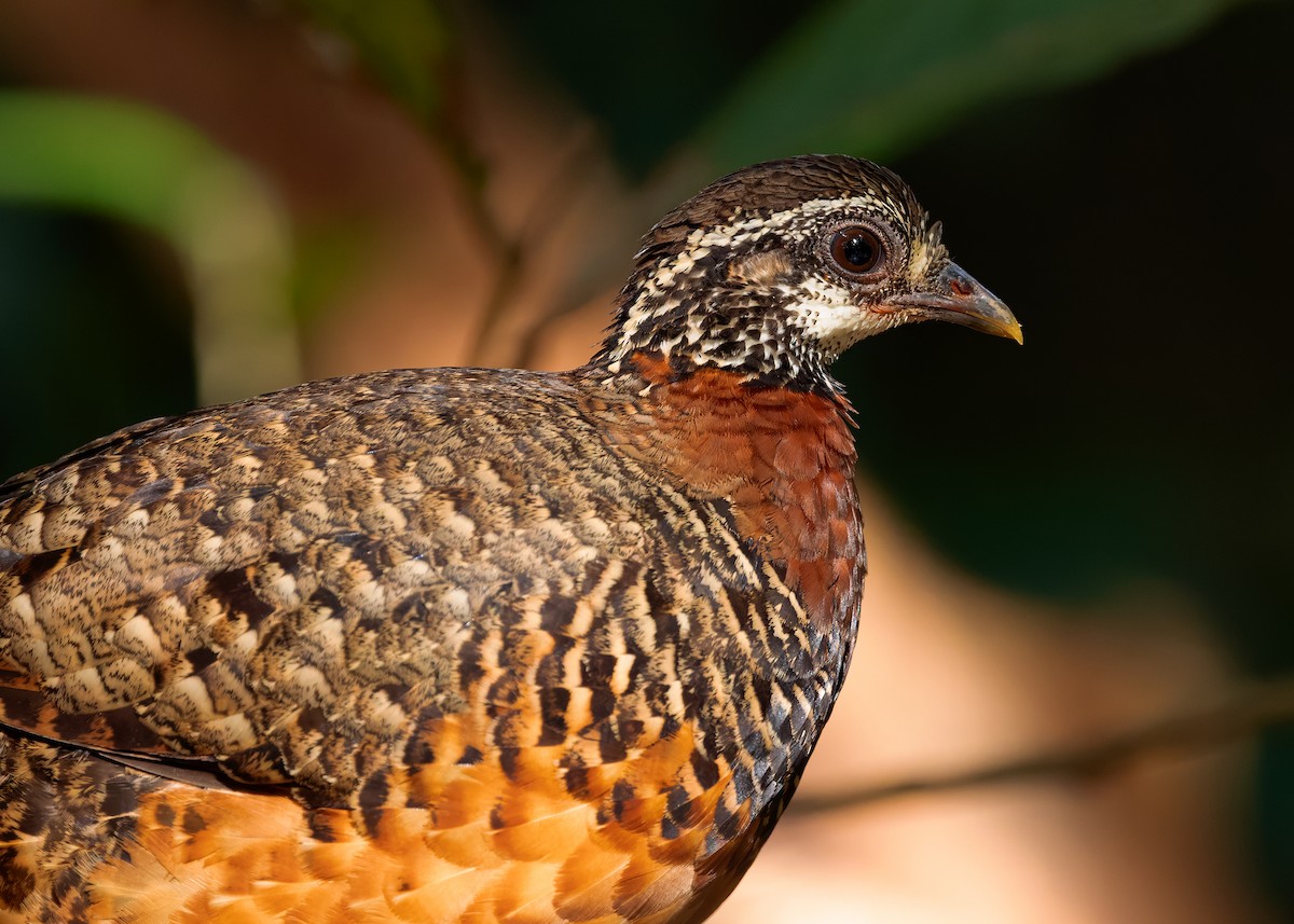 Sabah Partridge - ML627309224