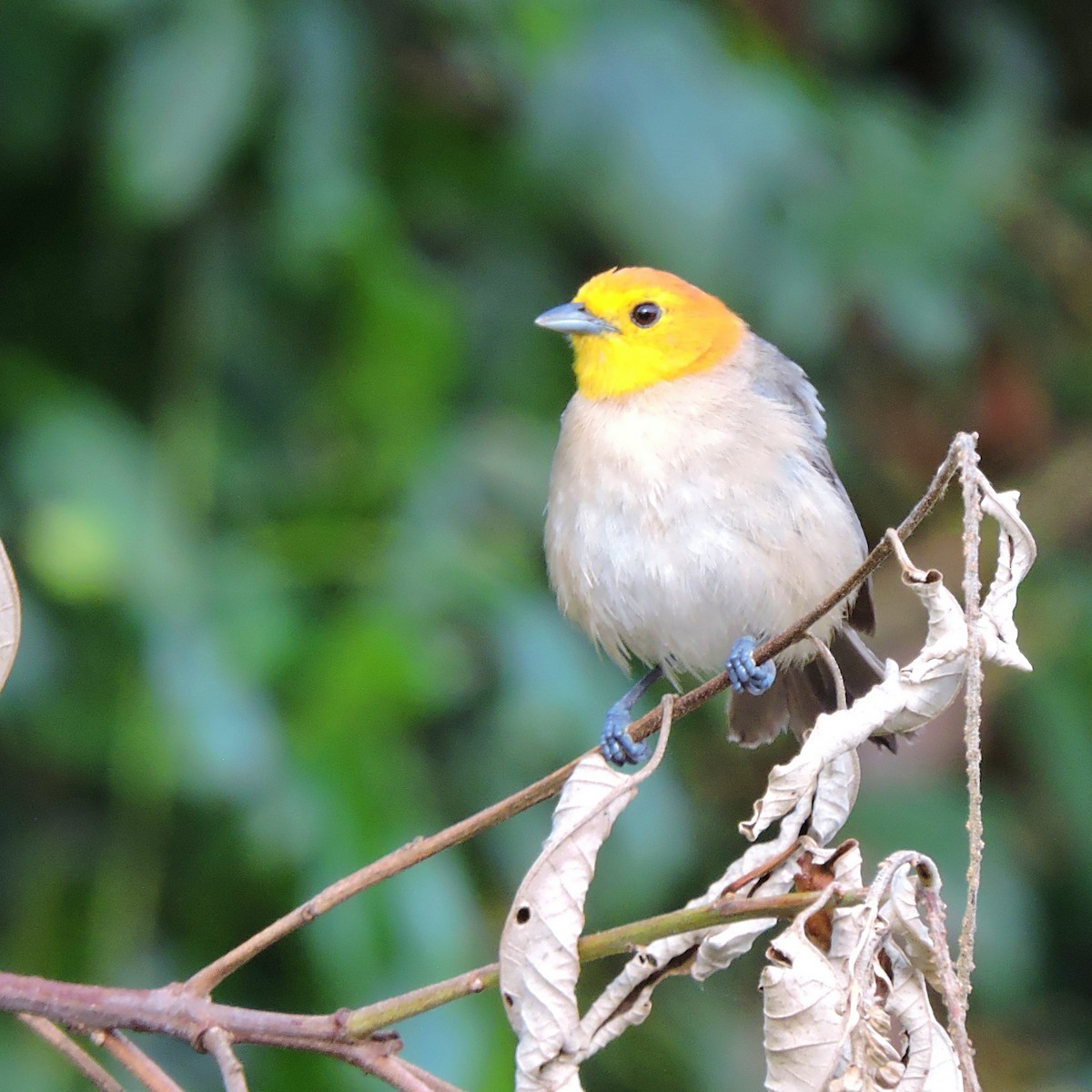 Orange-headed Tanager - ML627309487