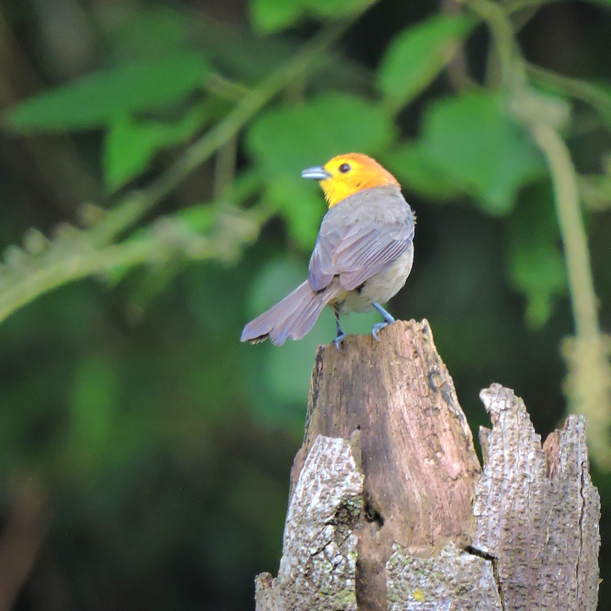 Orange-headed Tanager - ML627309488