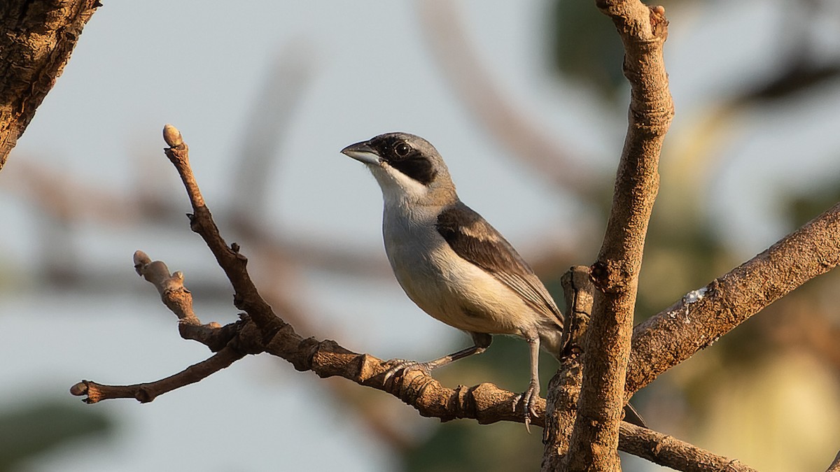 White-banded Tanager - ML627309631