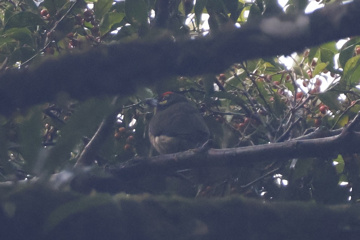 Coppersmith Barbet - ML627309729