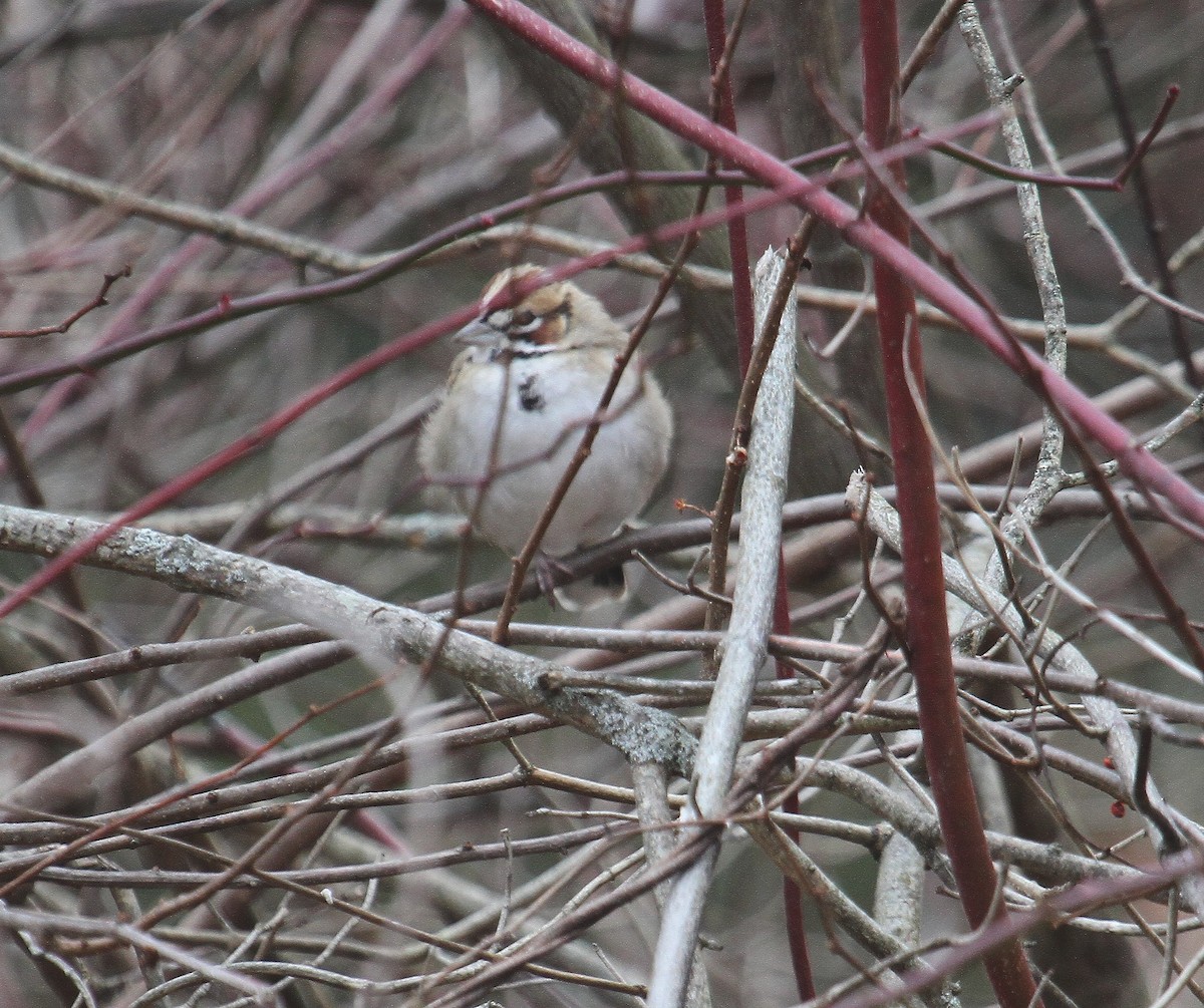 Lark Sparrow - ML627309994