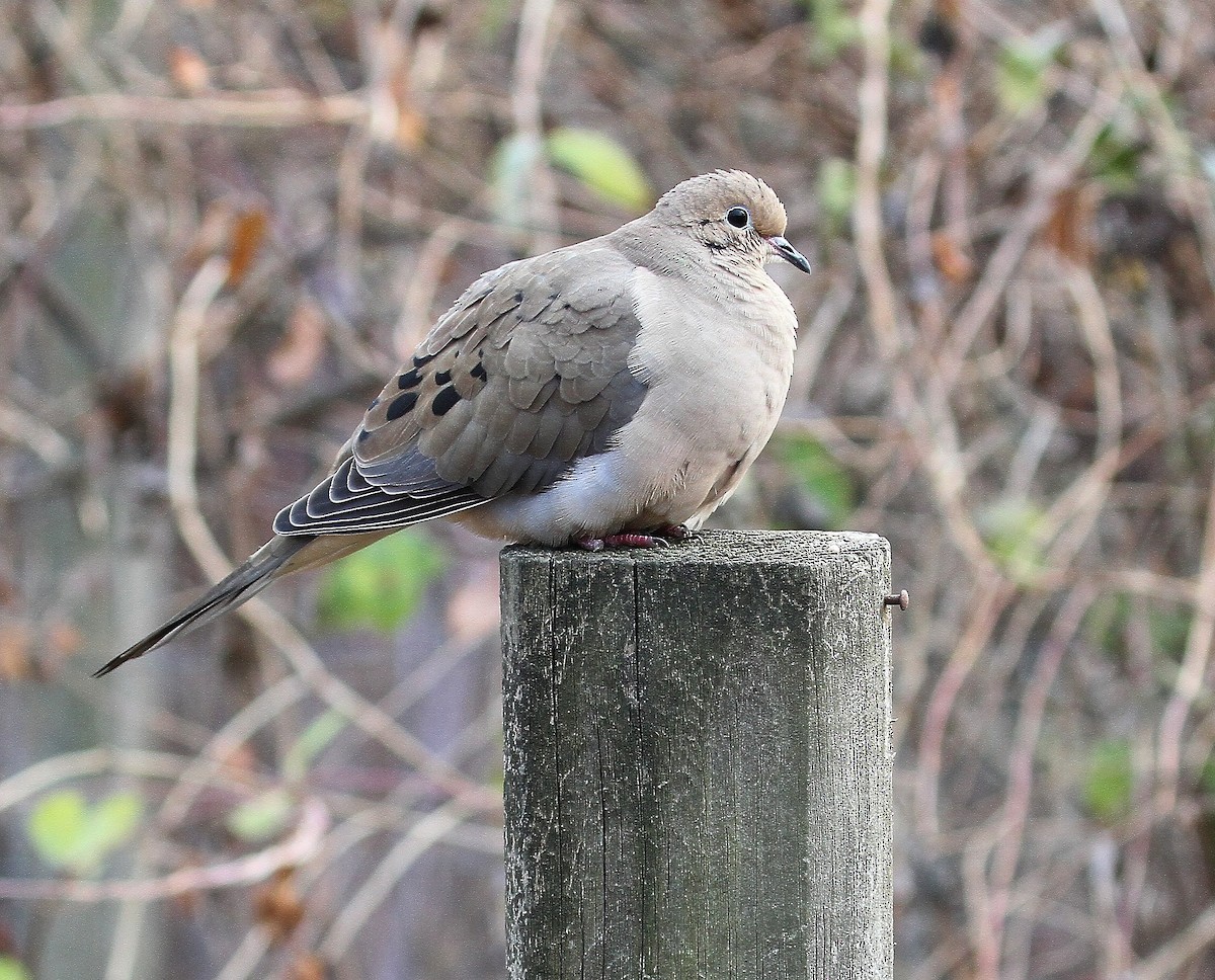 Mourning Dove - ML627310021
