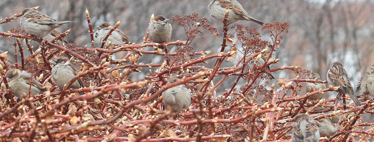 House Sparrow - ML627310027