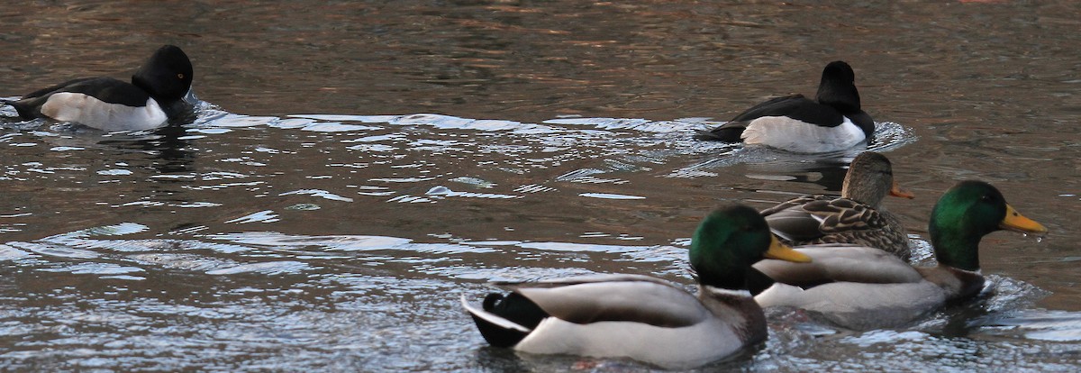 Ring-necked Duck - ML627310040