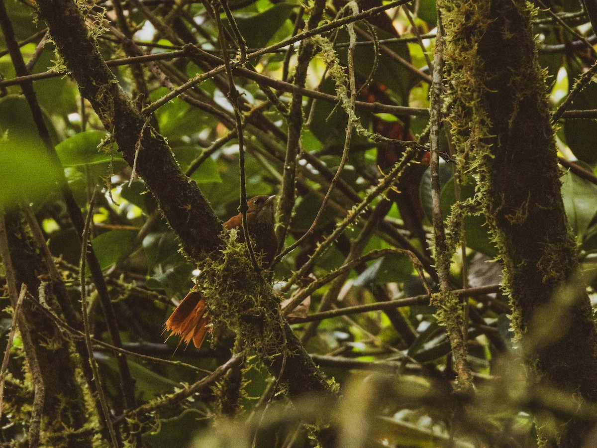 Fulvous-dotted Treerunner - ML627310136