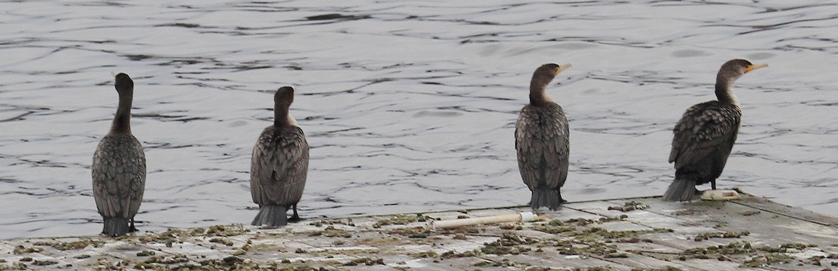 Double-crested Cormorant - ML627310163