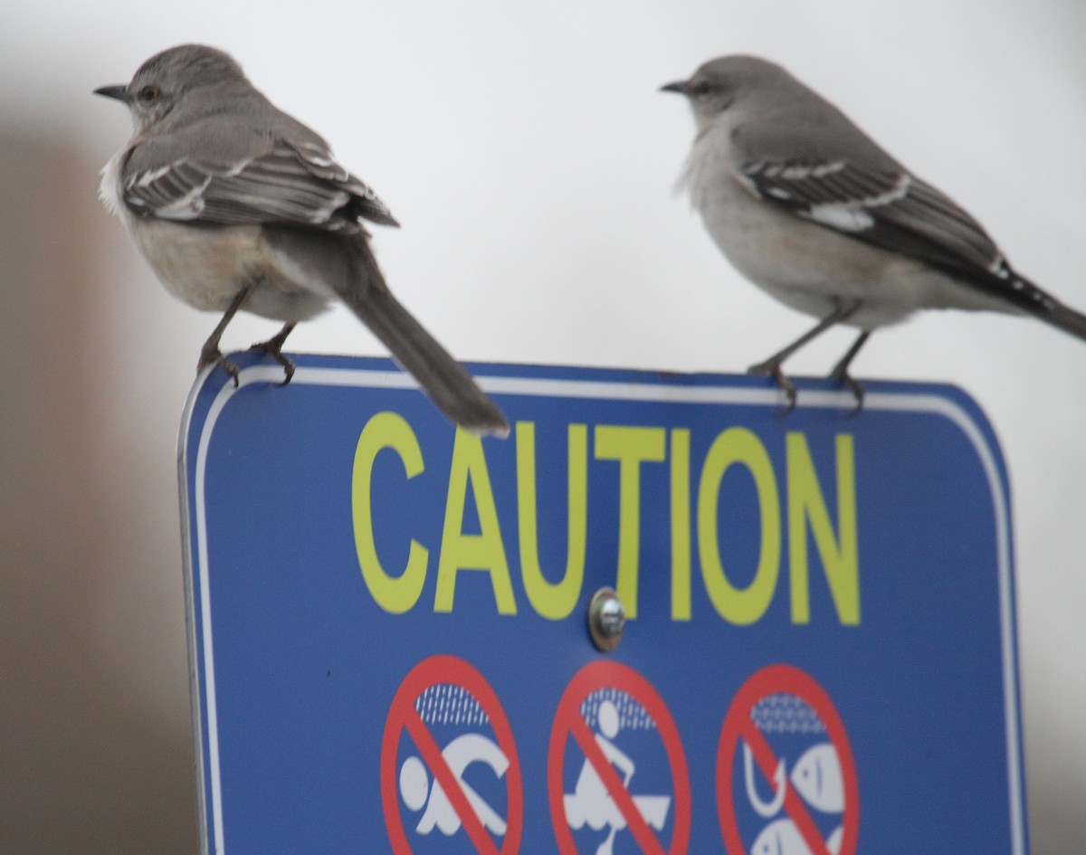 Northern Mockingbird - ML627310176