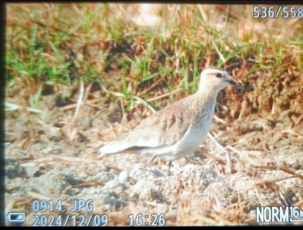 Sociable Lapwing - ML627310415