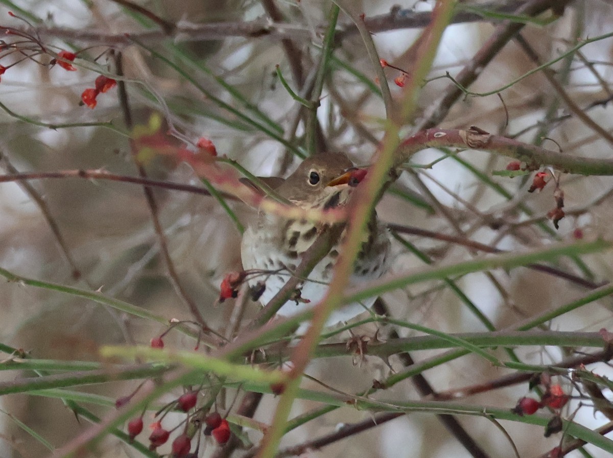 Hermit Thrush - ML627310721