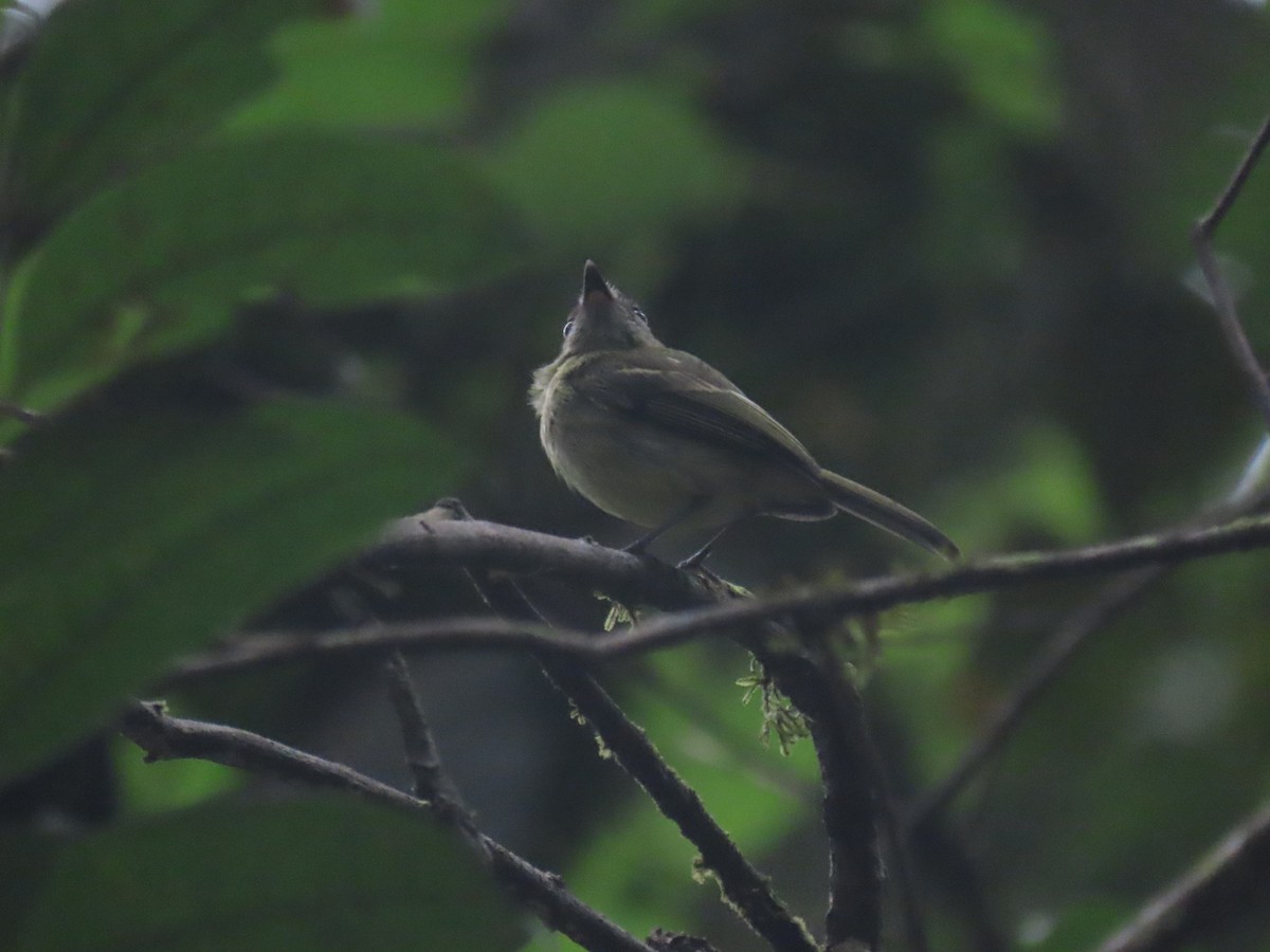 White-eyed Tody-Tyrant (Guianan) - Hugo Foxonet