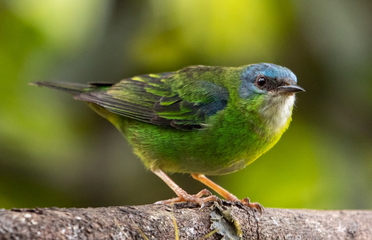Blue Dacnis - ML627310873