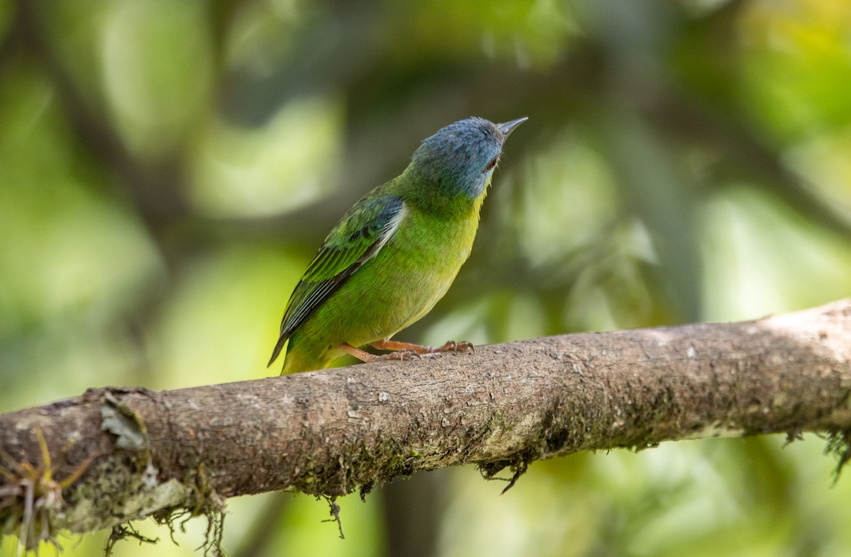 Blue Dacnis - ML627310874