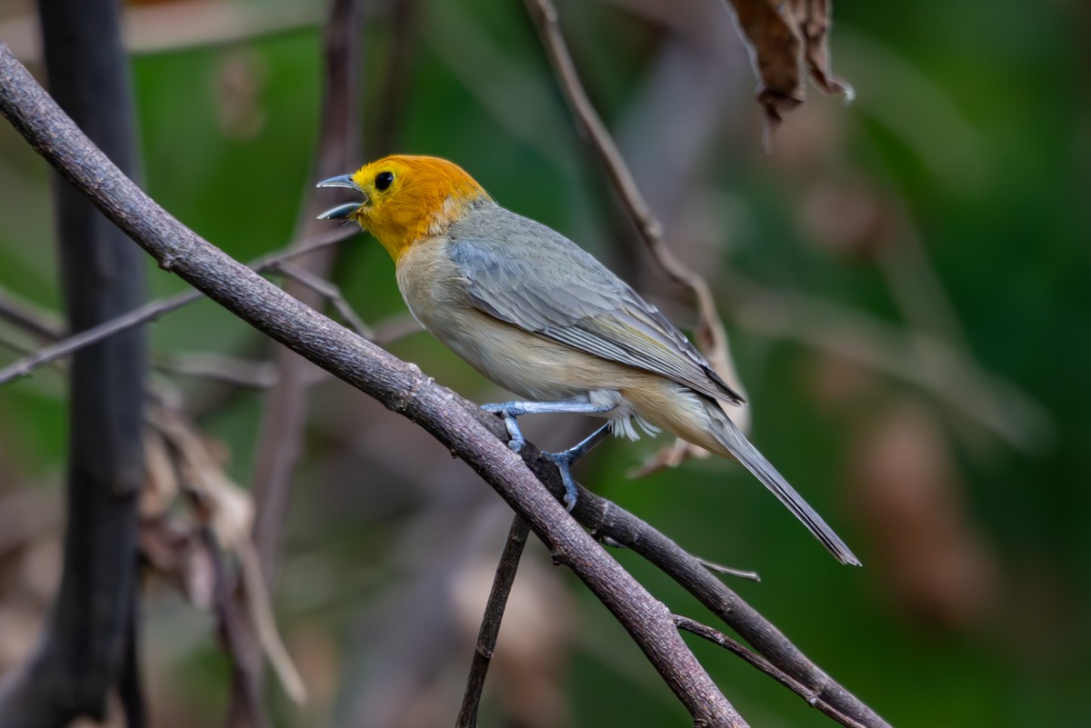 Orange-headed Tanager - ML627310894