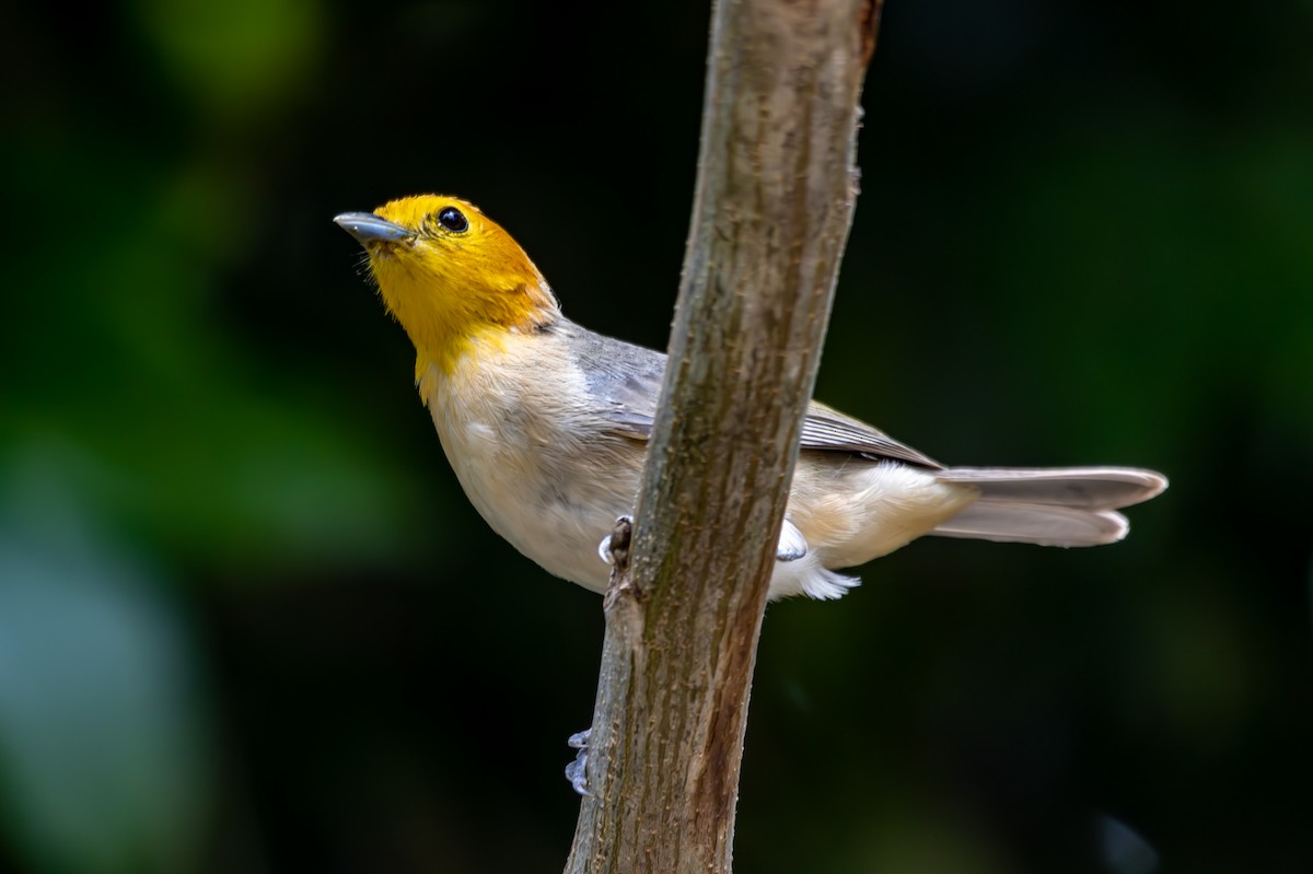 Orange-headed Tanager - ML627310895