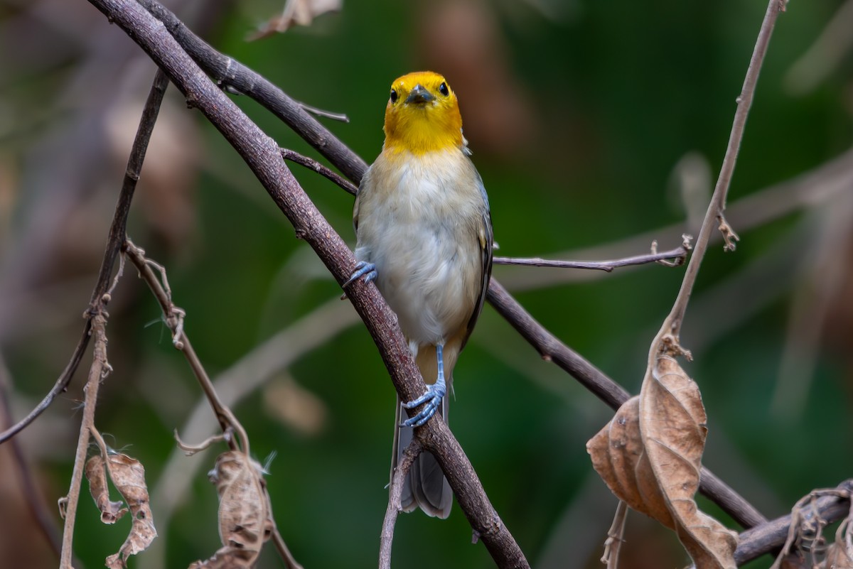 Orange-headed Tanager - ML627310896