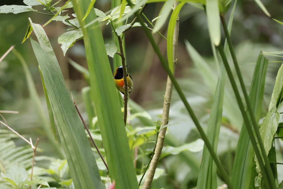 Flaming Sunbird - ML627310911