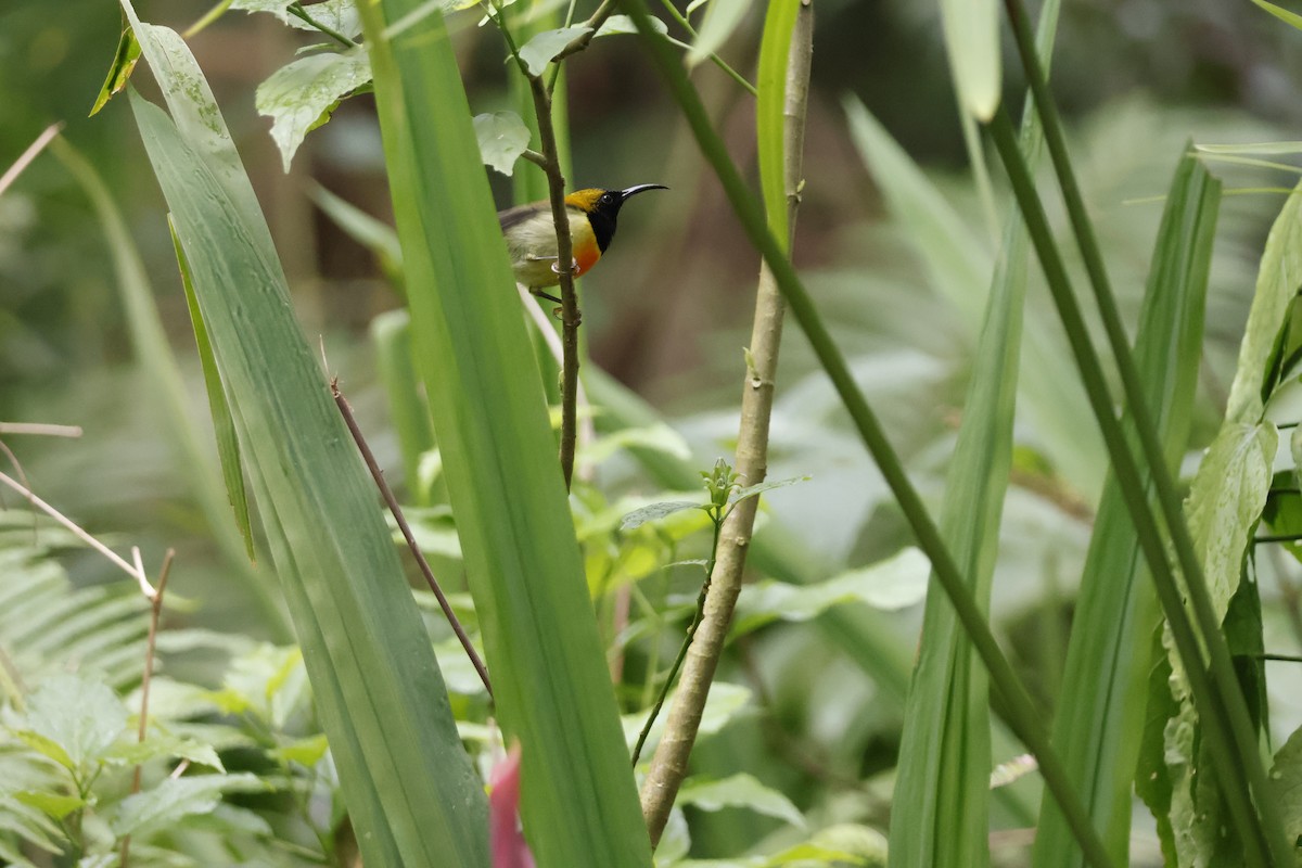 Flaming Sunbird - ML627310913