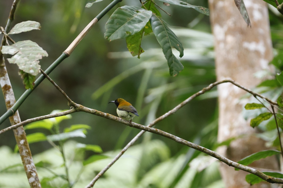 Flaming Sunbird - ML627310916