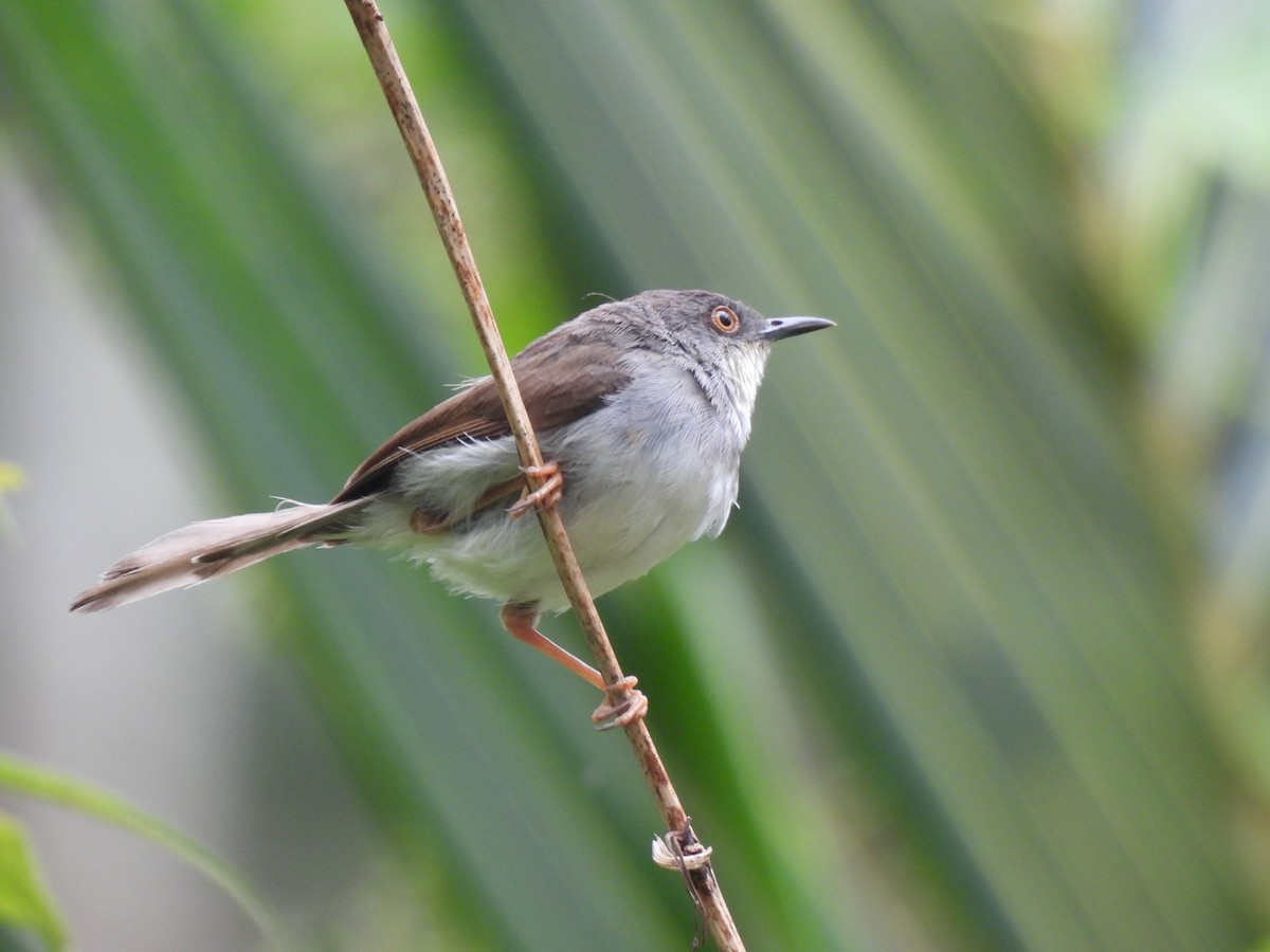 Gray-breasted Prinia - ML627310974