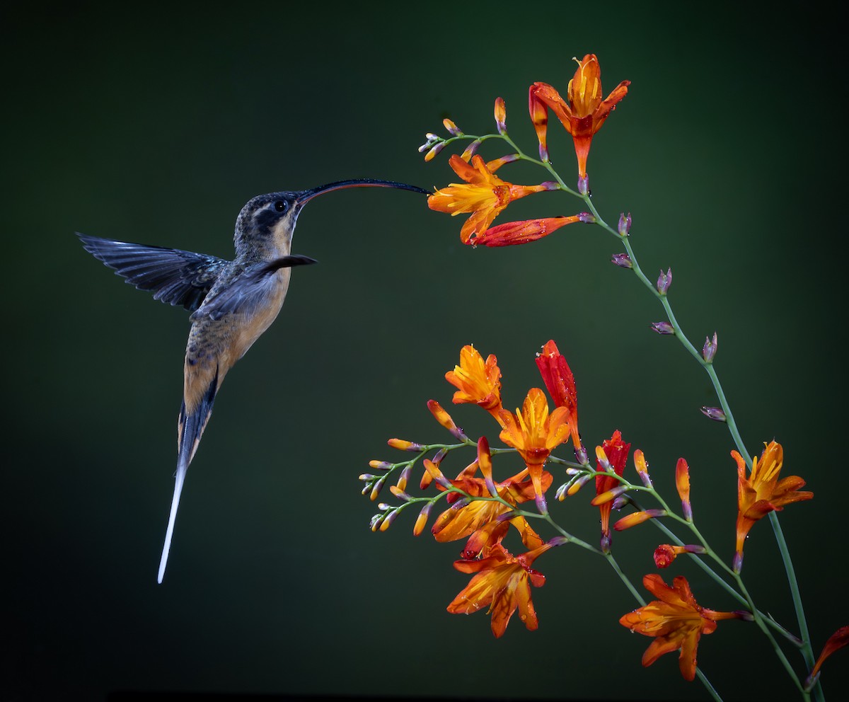 Tawny-bellied Hermit - ML627310986